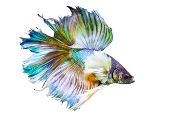 Fototapeta premium Betta fish are one of the most different and beautiful creatures in the aquatic world. Isolated image. White background. 