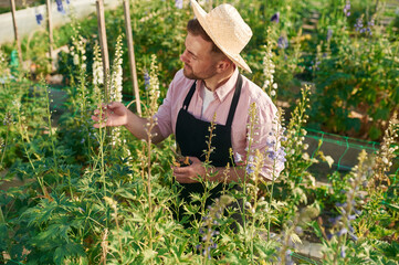 Looking at plants. Man is working in the greenhouse