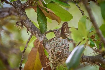 Female Black-chinned Hummingbird sitting on a nest in oak tree near Uvalde Texas.