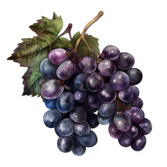Fototapeta premium bunch of grapes