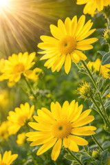 Yellow Torm Thum with Morning Sun, yellow flowers in sunlight on yellow background
