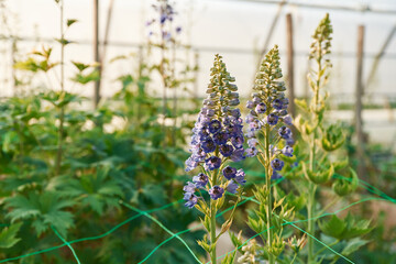 Obraz premium Purple beautiful plants or flowers in the greenhouse