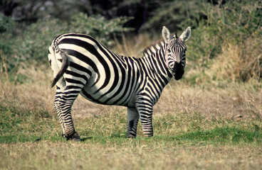 Zèbre de Grant, Equus burchelli grant, Parc national de Masai Mara, Kenya