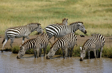 Zèbre de Grant, Equus burchelli grant, Parc national de Masai Mara, Kenya