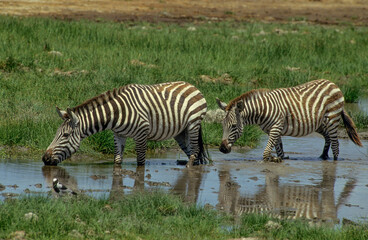 Zèbre de Grant, Equus burchelli grant, Parc national de Masai Mara, Kenya