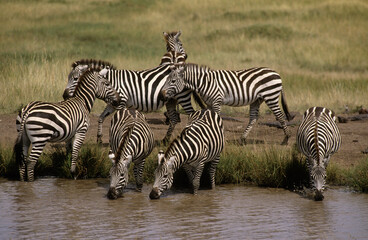 Zèbre de Grant, Equus burchelli grant, Parc national de Masai Mara, Kenya