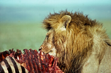 Lion, zèbre, Panthera leo, Parc national de Masai Mara, Kenya