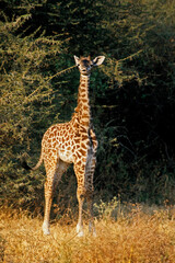 Girafe, Giraffa camelopardalis tippelskirchi, Femelle et jeunes, Réserve du Selous, Tanzanie