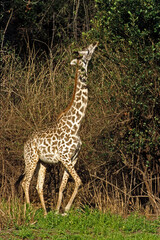 Girafe, Giraffa camelopardalis tippelskirchi, Femelle et jeunes, Réserve du Selous, Tanzanie