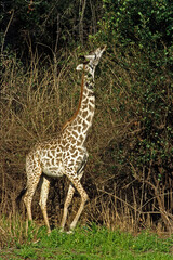 Girafe , Jeune (Giraffa camelopardalis tippelskirch). Tanzanie