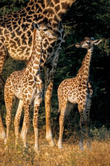 Girafe, Giraffa camelopardalis tippelskirchi, Femelle et jeunes, Réserve du Selous, Tanzanie