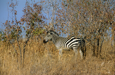 Zèbre de Grant, Equus burchelli granti, parc national de Ruaha, Tanzanie
