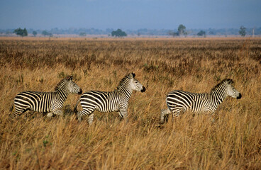 Zèbre de Grant, Equus burchelli granti, Parc national de Mikumi, Tanzanie