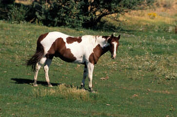 Obraz premium Cheval , race Indiens Pinto , Equus caballus