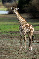 Girafe , Jeune, Giraffa camelopardalis tippelskirch, Reserve du Selous, Tanzanie