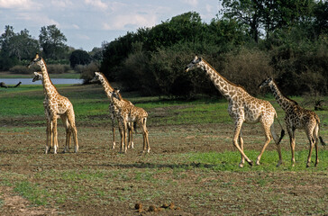 Girafe massa, Giraffa camelopardalis tippelskirch, Reserve du Selous, Tanzanie