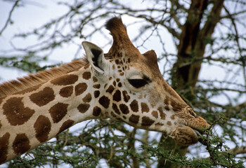 Girafe masai, Giraffa camelopardalis tippelskirchi, Parc national du Tarangire,  Tanzanie