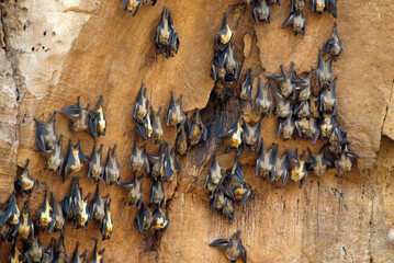 roussette de Madagascar, chauve sourie, Pteropus rufus, Madagascar