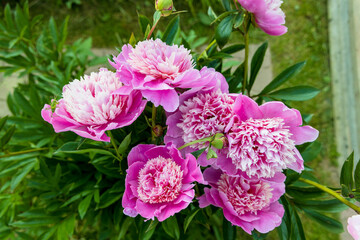 Beautiful Japanese-shaped peony flowers with pink petals and delicate yellowish stamens