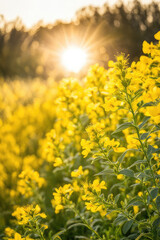 Obraz premium Yellow Torm Thum with Morning Sun, yellow flowers in sunlight on yellow background