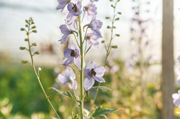 Focused close up view. Beautiful plants or flowers in the greenhouse