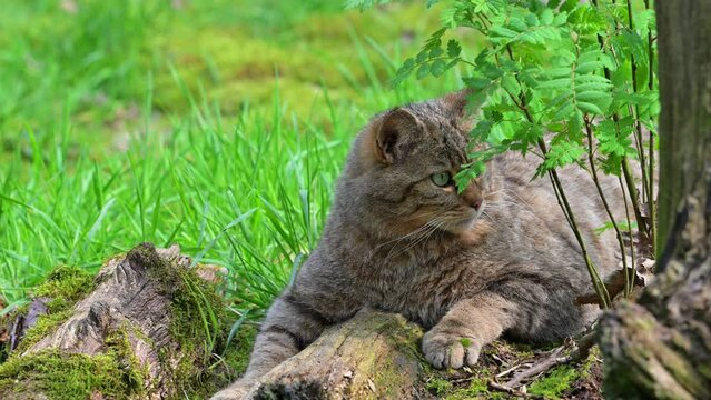 European wildcat / wild cat (Felis silvestris silvestris) resting and looking around in meadow / pasture at forest&rsquo;s edge