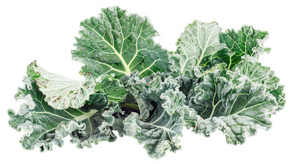 watercolor_kale_on_white_background