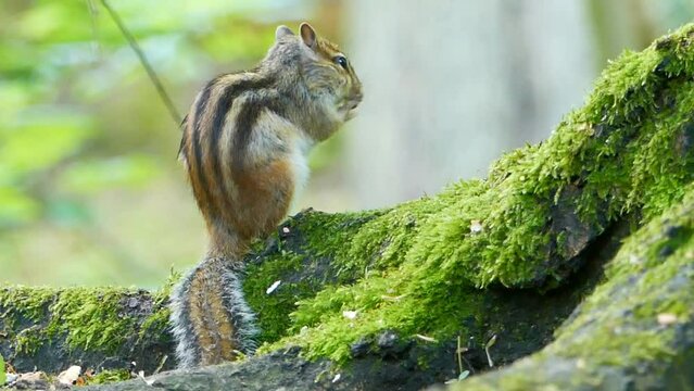 Siberian chipmunk standing on a mossy tree trunk cleaning its paws on a sunny day