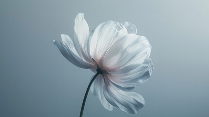 A minimalist photo of a single flower in full bloom, highlighting its delicate beauty and simplicity.