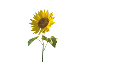 Beautiful yellow sunflower isolated on a white background