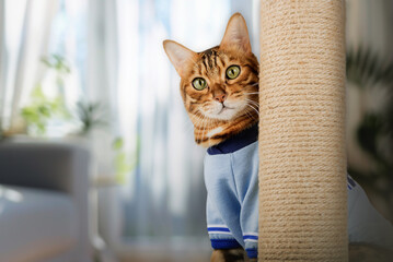A Bengal cat peeks out from behind a cat scratcher.