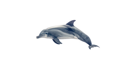 Obraz premium Bottlenose dolphin on a white background