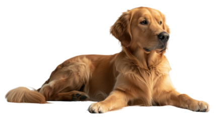 Golden retriever dog sitting on the floor, isolated on a white background