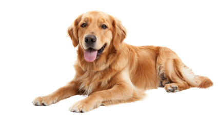 Naklejka na ściany i meble Golden retriever dog sitting on the floor, isolated on a white background