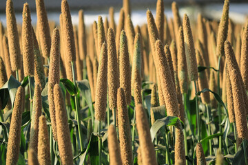 Lovely view of millet stallks. millet or sorghum plant views in a farmland, cultivation pearls...