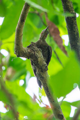 Yellow Naped Woodpecker
