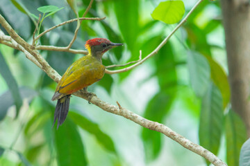 Yellow Naped Woodpecker
