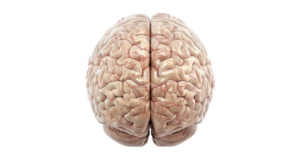 Illustration of isolated low brain on a white background.