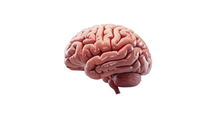 Illustration of isolated low brain on a white background.