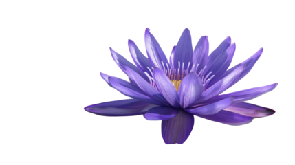 Isolated purple lotus flower
