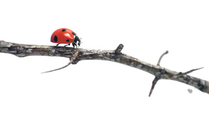 Ladybug on a branch