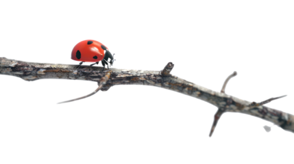 Ladybug on a branch