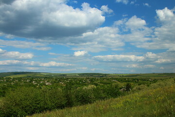 A field of green plants
