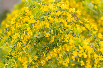 Caragana close-up. Steppe Acacia. Steppe shrub with yellow flowers. Lush flowering of caragana.