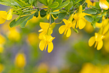 Caragana close-up. Steppe Acacia. Steppe shrub with yellow flowers. Lush flowering of caragana.