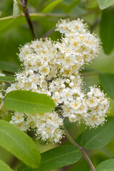 Flowers of common mountain ash. Numerous white Rowan flowers are collected in dense corymbose inflorescences that appear at the ends of branches.