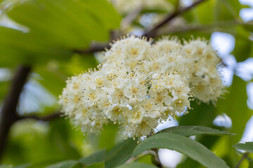 Flowers of common mountain ash. Numerous white Rowan flowers are collected in dense corymbose inflorescences that appear at the ends of branches.