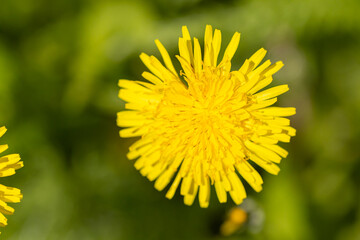 Close up of blooming yellow dandelion flowers Taraxacum officinale in garden on spring time.