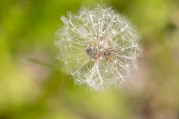 Obraz premium Close up of blooming yellow dandelion flowers Taraxacum officinale in garden on spring time.