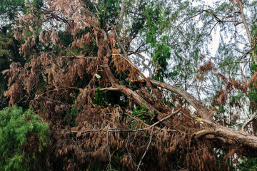 View of broken tree on sea shore. Fallen pine tree. Uprooting of pine stumps on beach near sea. Fallen trees on sand beach after storms and flushing coast. Cutting down trees to improve the landscape.